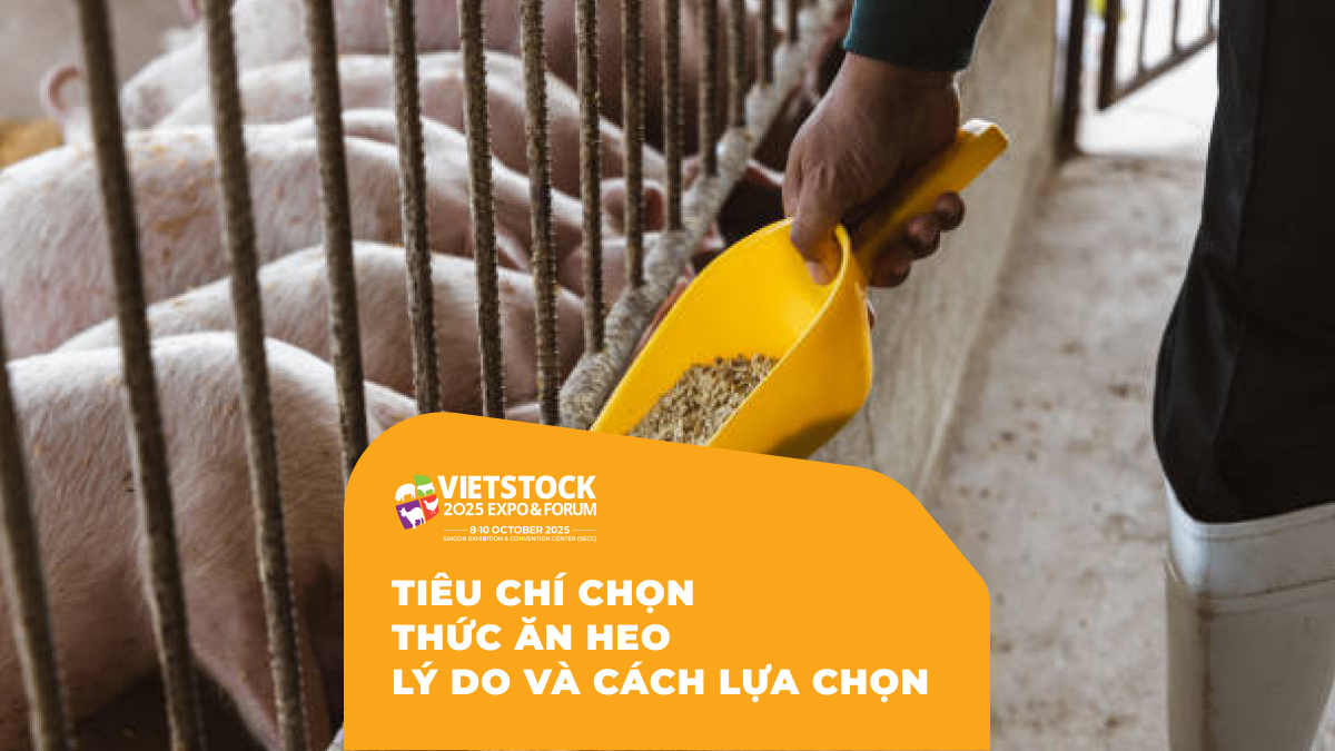 Tiêu Chí Chọn Thức Ăn Heo Lý Do Và Cách Lựa Chọn